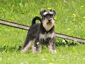 Desperado von Shamad "Gizmo"
