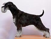 Desperado von Shamad "Gizmo"