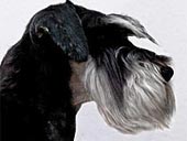 Desperado von Shamad "Gizmo"