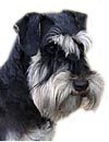Zwergschnauzer ss