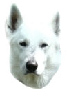 Weißer Schweizer Schäferhund